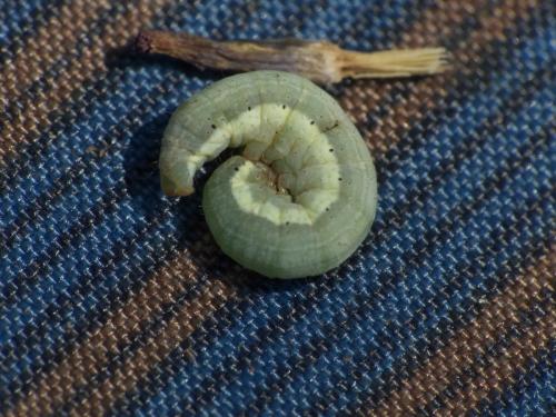 Réf. 287 886 : Hecatera dysodea